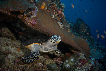 Naklejka na ściany i meble turtle underwater