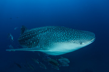 Whale Shark