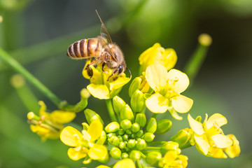 Honey bee collecting pollen on canola flower