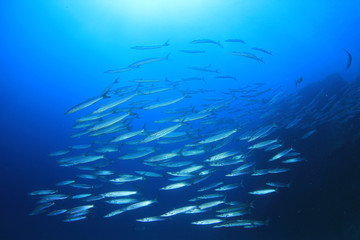 Fototapeta na wymiar School of Bigeye Barracuda fish 