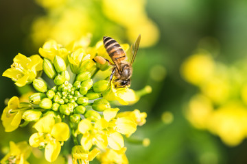 Honey bee collecting pollen on canola flower