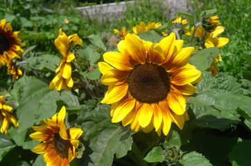 Obraz premium field of sunflowers
