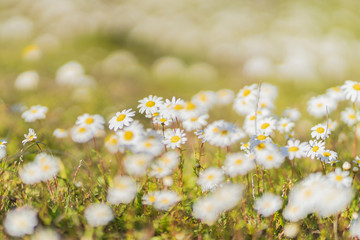 Daisies flowers (Bellis perennis) bokeh