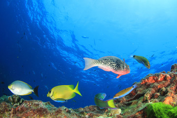 Naklejka na ściany i meble Coral reef and fish in Thailand 