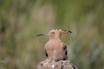 Eurasian Hoopoe bird