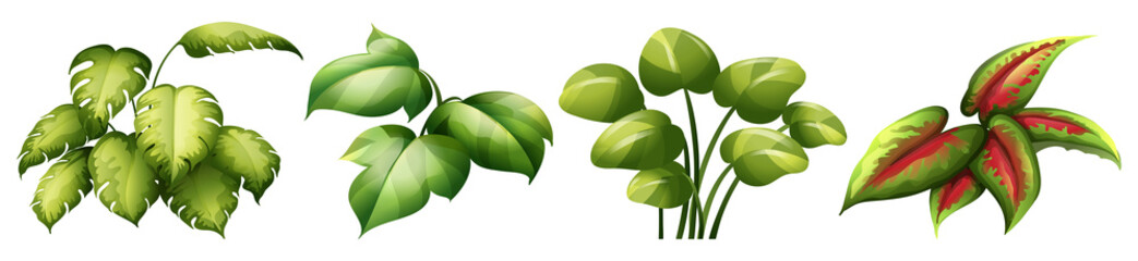 Set of leaf plant