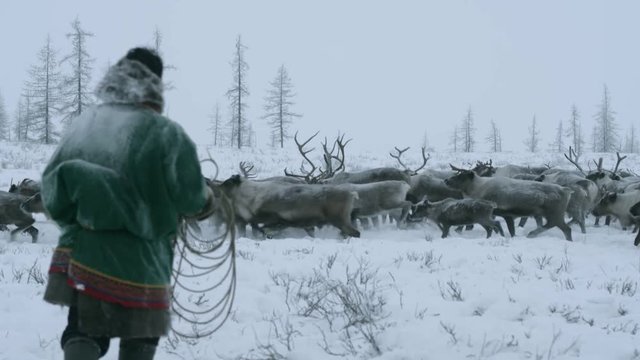 A reindeer herder in the far North