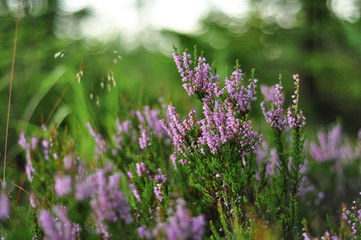 Blooming heather plant flowers in forest close up shot on green foliage background