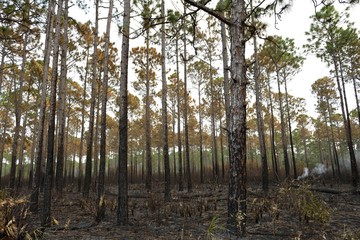 Burning, blackened, charred, smoky grove of trees, forest, Apalachicola
