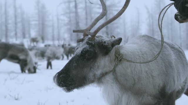 A reindeer in the far North