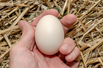 Egg in the hand against the background of straw
