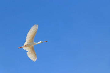 spoonbill with spread wings against blue sky with copy-space