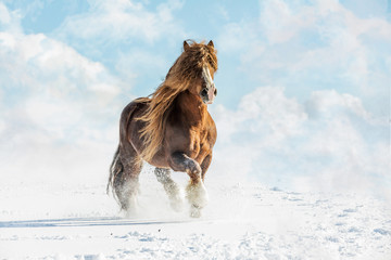 Portrait of Agar, Bohemian-Moravian Belgian horse in sunny day. Czech Republic