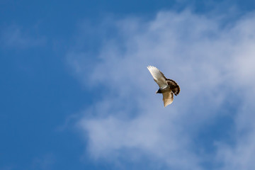  Pigeon