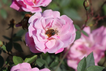 Bees pollinating pink rose flower