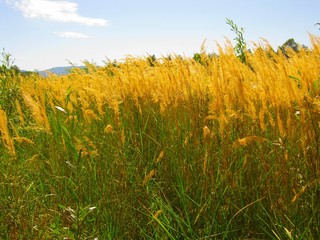 Obraz premium Tall grass with spikelets with blue sky