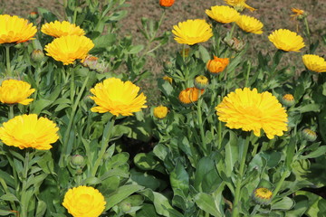 yellow flowers in garden