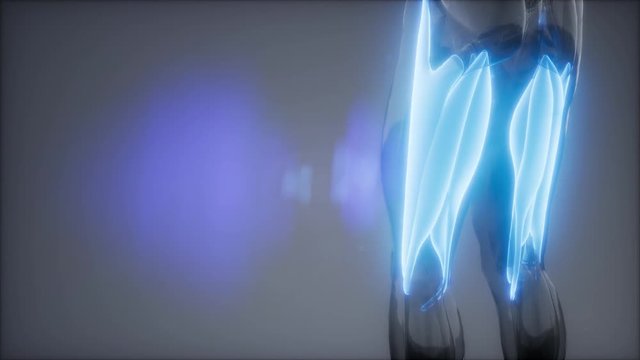 thigh muscles - Visible muscle anatomy map