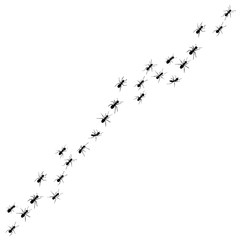 silhouette of ant colony, isolated