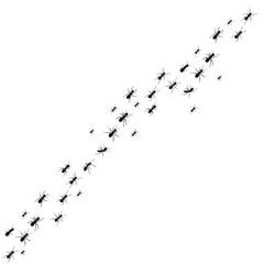 silhouette of ant colony, isolated