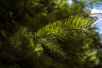 green branch of a tree
