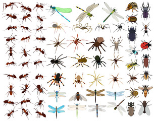 set of insects © zolotons