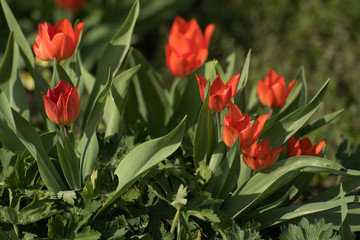 Tulpen