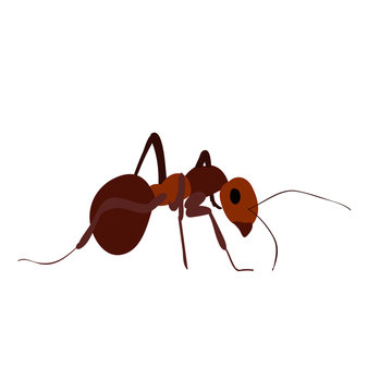 vector, isolated, ant, insect, icon