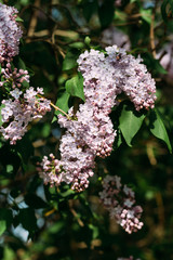 bush, wind with violet violet, growing on the street, road, village.purple lilac
