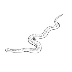 isolated, sketch, lines, snake