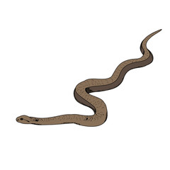 vector, isolated, snake