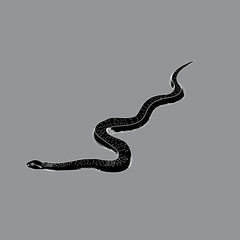 vector, isolated, snake silhouette, icon