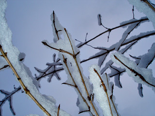 Schneegezweig