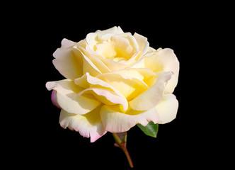 Rose "Gloria Dei". "Gloria Day" worldwide recognized as the standard of roses. She was awarded the honorary title of "rose of the century", it is considered a symbol of peace and harmony of the twenti