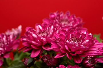 Bouquet of flowers.  Chrysanthemums.