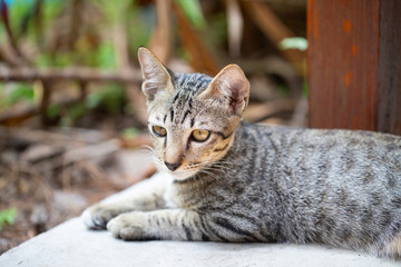 little brown tabby cat kitten resting lay down on the floor