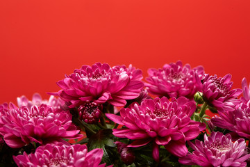 Bouquet of flowers.  Chrysanthemums.