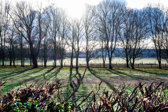 A line of 19 trees in the winter silhouetted by the early morning sun rising over the south downs