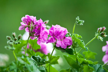 pink geranium flowers on green background