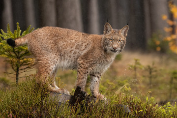 Beautiful Eurasian lynx cub in the wild. Cute little cat, dangerous and endangered. Wild and natural shot.