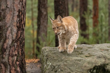 Naklejka na ściany i meble Beautiful Eurasian lynx cub in the wild. Cute little cat, dangerous and endangered. Wild and natural shot.