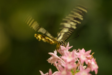 Close up shot of butterfly taking off a pink flower, waving its wings. Pure natural shot. Yellow and black butterfly. Beautiful insects. Fragile. Fly.