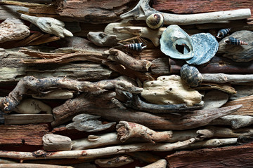 Dramatic composition of dead marine items over driftwood background.