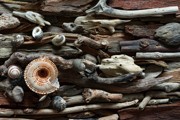 Dramatic composition of dead marine items over driftwood background.