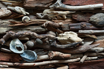 Dramatic composition of dead marine items over driftwood background.