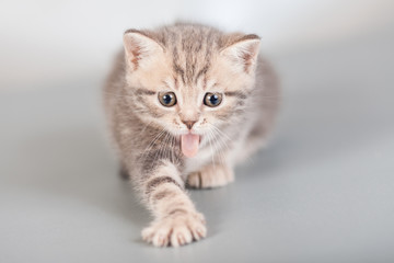 cat, kitten, animal,  cute, baby, small,  young, kitty, portrait, kittens, grey, eyes, tabby, animals, beautiful