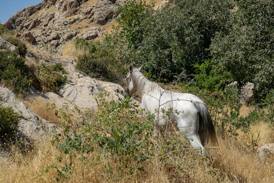 kurdistan horse