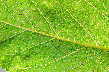 Fototapeta premium HOJAS EN MACRO CON ROCÍO