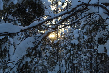 branches of a tree in winter