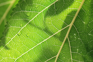HOJAS EN MACRO CON ROCÍO